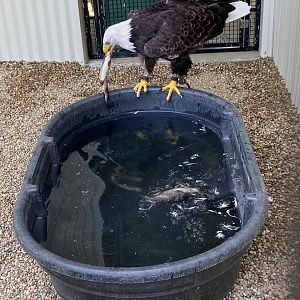 Bald Eagle Vs Fish, Part 4 (Outdoor Discovery Center, Holland MI, 8/8/23)