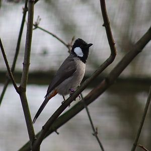 White-eared Bulbul