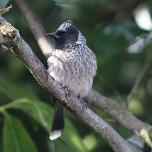 Red-vented Bulbul