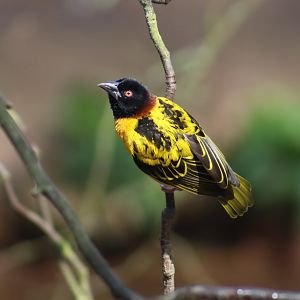 Black-headed Weaver