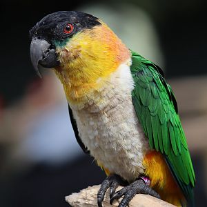 Black-headed Parrot