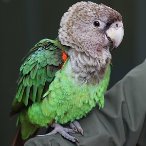 Brown-necked Parrot