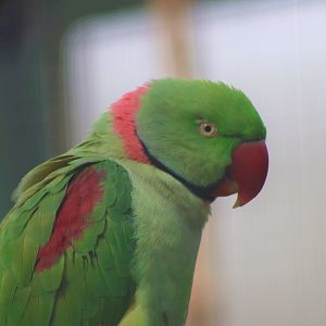 Alexandrine Parakeet
