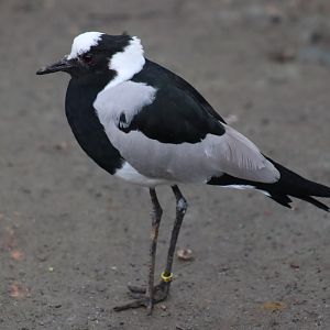 Blacksmith Plover