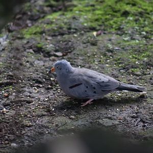 Croaking Ground Dove