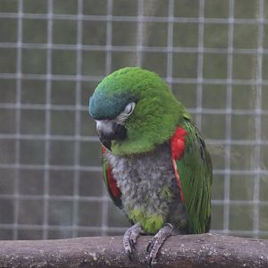 Red-shouldered Macaw