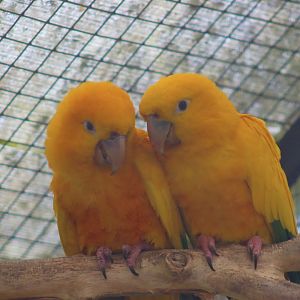 Golden Conure