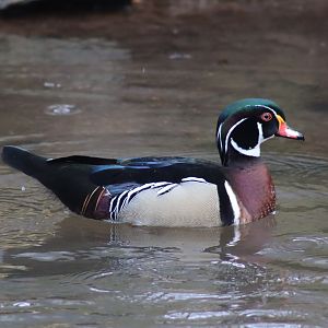 Wood Duck