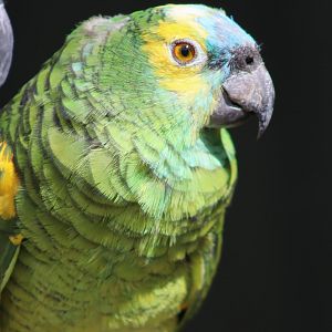 Turquoise-fronted Amazon