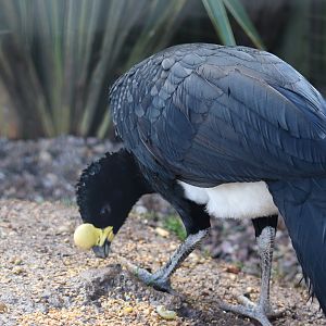 Yellow-knobbed Curassow