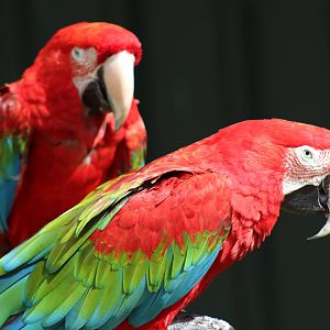 Green-winged Macaw