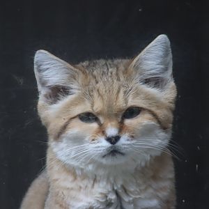 Arabian Sand Cat