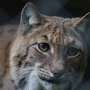 Carpathian Lynx