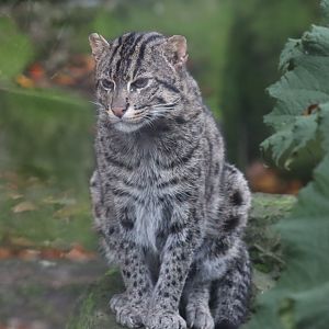 Fishing Cat