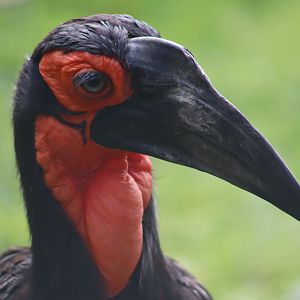 Southern Ground Hornbill