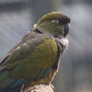 Patagonian Conure