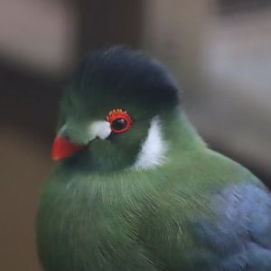 White-cheeked Turaco