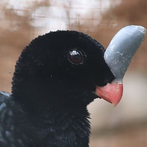Southern Helmeted Curassow