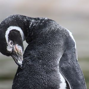 Humboldt Penguin