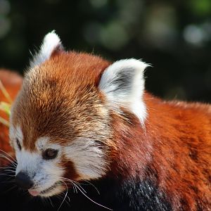 Nepalese Red Panda