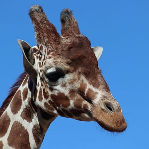 Reticulated Giraffe