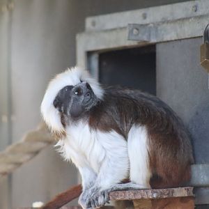 Cotton-top Tamarin