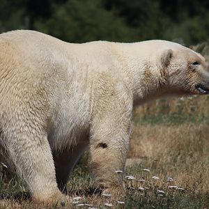 Polar Bear