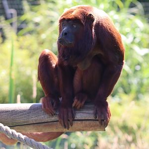 Venezuelan Red Howler