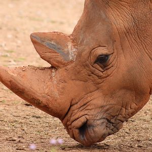 Southern White Rhinoceros