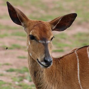 Nyala, Female