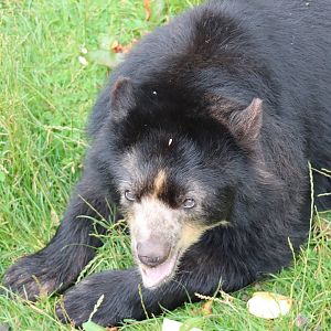Spectacled Bear