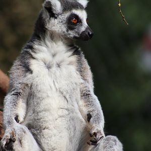 Ring-tailed Lemur