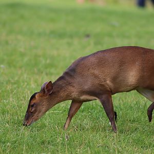 Reeve's Muntjac