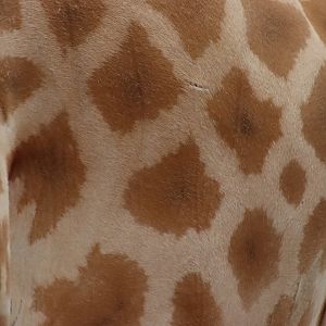 Kordofan Giraffe Fur