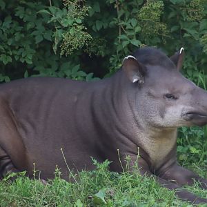 Lowland Tapir