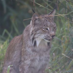 Canada Lynx