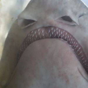 Small-spotted Catshark