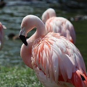 Chilean Flamingo