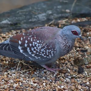 Speckled Pigeon