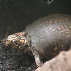 Eastern Box Turtle