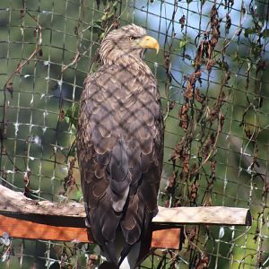 White-tailed Eagle