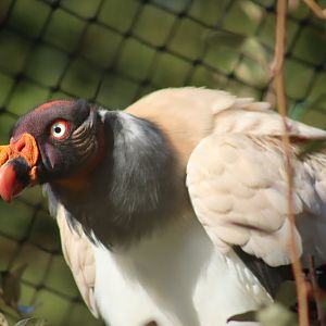 King Vulture