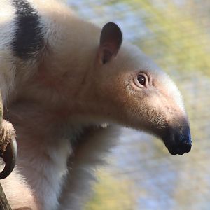 Southern Tamandua