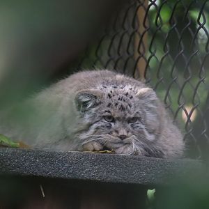 Pallas's Cat