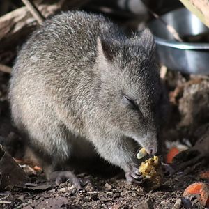 Long-nosed Potoroo