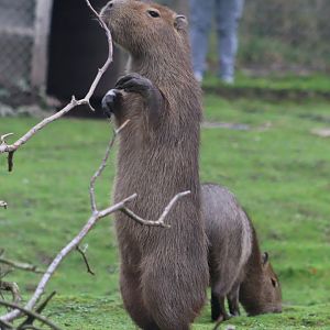 Capybara