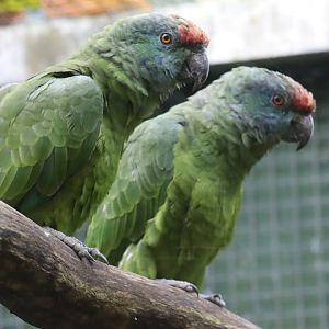 Northern Festive Amazon