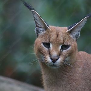 Caracal