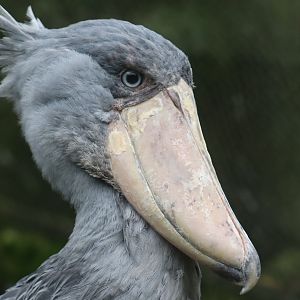 Shoebill
