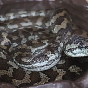 Carpet Python
